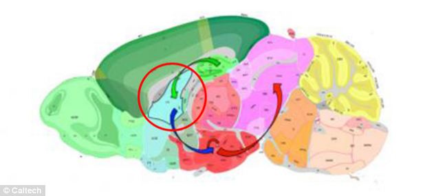 Σε αυτή τη σχηματική απεικόνιση φαίνεται το νευρικό δίκτυο το οποίο, σύμφωνα με ειδικούς από το Caltech, παίζει ρόλο στην εμφάνιση άγχους. Το πλάγιο διάφραγμα (LS) είναι σημειωμένο μέσα στον κόκκινο κύκλο και ελέγχει την όλη διαδικασία